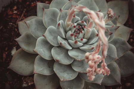 Blooming succulent echeveria, close-up. Beautiful ornamental blue succulent with thick leaves, top view. High-quality photoの写真素材