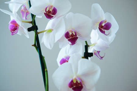 White orchids flowers on grey background, close up. A bloom phalaenopsis plantの写真素材