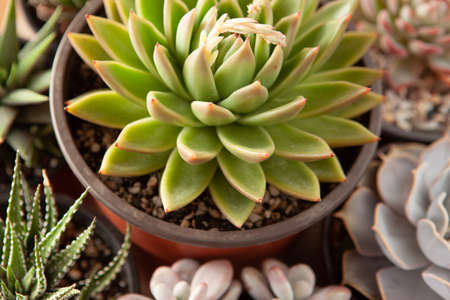 Succulents rosettes in pots, top view. Composition of colorful varieties of echeveria and haworthia plants. Succulent background for post, screensaver, wallpaper, postcard, poster, banner, cover, header for website. High quality photoの写真素材