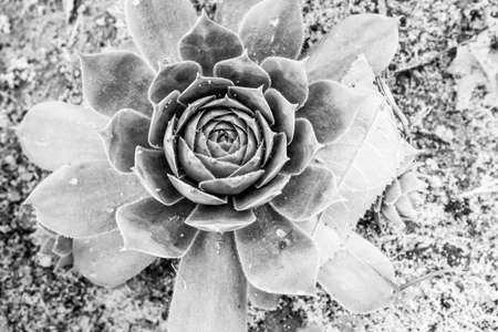 Black and white Stone Rose Rosette, top view. Succulent plant, close-up. Succulents background for post, screensaver, wallpaper, postcard, poster, banner, cover, header for website. High quality photoの写真素材