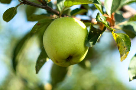 Young green apple close-up on a branch in the sunlight on a blurred blue background. Single apple tree branch with light green apple. Fruit ripening, plant growth, vitamin healthy foodの写真素材