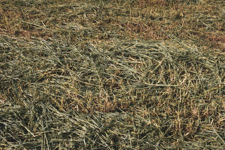 Field of mown green grass, top view. The texture of the mown green grass, close up. Dried mown grass background for post, screensaver, wallpaper, postcard, poster, banner, cover, header for websiteの写真素材