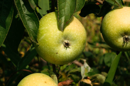Young green apples close-up on a branch in the sunlight on foliage background. Apple tree branch with light green apples. Fruit ripening, plant growth, vitamin healthy foodの写真素材