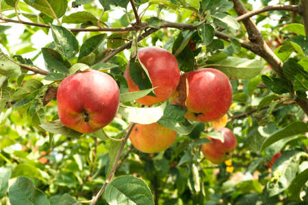 Young red apples close-up on a branch in the sunlight on foliage background. Apple tree branch with light red apples. Fruit ripening, plant growth, vitamin healthy foodの写真素材