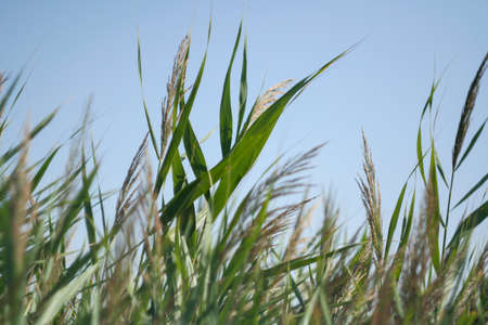 Marram grass with blue sky as background. Dune grass waving in the wind during sun day. Grass silently bowing in the wind. Beach grass as backdrop for branding, calendar, card, banner, coverの写真素材