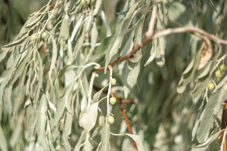 Silver olives among the silver foliage, a bunch of berries of the Loch tree. Narrow light green and silver leaves of the Elaeagnus angustifolia or wild olive. Nature concept for designの写真素材