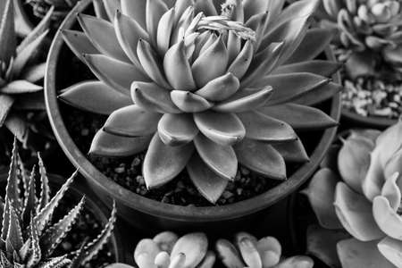 Black and White Succulents in pots. Close-up succulent plant. Echeveria rosettes plants. Black and white flower background for poster, calendar, post, screensaver, wallpaper, postcard, card, bannerの写真素材