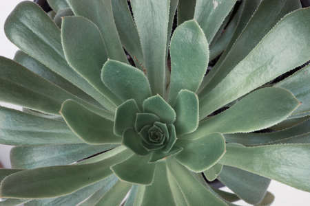 Closeup view of Aeonium Canariense beautiful rosette of green leaves. Succulent plants of Aeonium Arboreum. Tree aeonium, a species of Tree houseleeks, Desert pinwheel and irish rose. Green flowerの写真素材