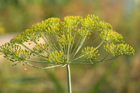 Dill rosette, close-up. Large inflorescence of dill on green background. Fresh green fennel. Background of dill plant for poster, calendar, post, screensaver, wallpaper, postcard, card, banner, coverの写真素材