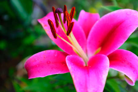 Bright magenta lily flower with brown-orange stamens on a blurred background of green foliage, selective focus. Floral background. Picture for post, screensaver, wallpaper, postcardの写真素材