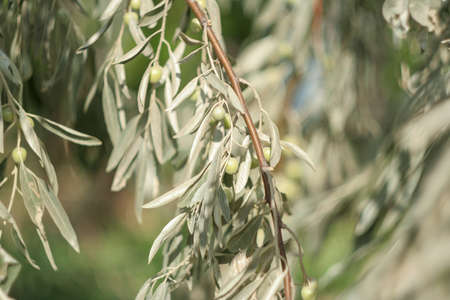 Narrow silver leaves of the Elaeagnus angustifolia or wild olive. Silver olives among the silver foliage, a bunch of berries of the Loch tree for a post, wallpaper, postcard, poster, banner, coverの写真素材
