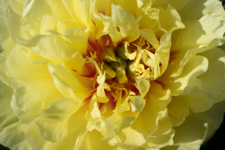Yellow peony in the summer garden at the sunny day, close-up. Bright congratulation on the holiday. Large flower bud. Peony bud for poster, calendar, post, screensaver, wallpaper, card, banner, coverの写真素材