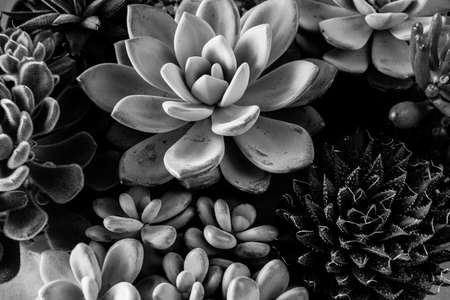 Black and white succulents rosettes, close-up. Art background from succulents plants. Floral backdrop for poster, calendar, post, screensaver, wallpaper, postcard, banner, cover, header for websiteの写真素材