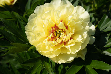 Large yellow peony in the summer garden at the sunny day, close-up. Bright congratulation on the holiday. Peony bud for poster, calendar, post, screensaver, wallpaper, card, banner, coverの写真素材