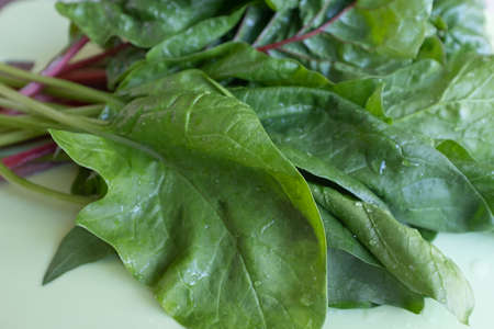 Chard leaves on green background, raw green leaf vegetables. Beet leaves, mangold leafs for poster, calendar, post, screensaver, wallpaper, postcard, card, banner, cover, header for websiteの写真素材