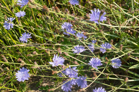 Landscape from blue flowers of chicory. Latin name Cichorium intybus. Chicory blooms in the summer meadow for publication, poster, screensaver, wallpaper, postcard, banner, cover, postの写真素材