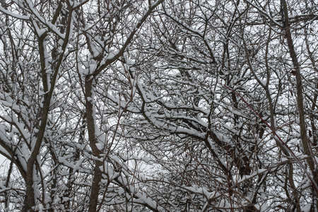 Snow winter landscape. Snow-covered trees in the winter forest. Winter trees backgrounded gray sky. Winter background for poster, calendar, post, screensaver, wallpaper, postcard, banner, coverの写真素材
