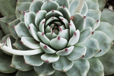 A single succulent echeveria from light green thick leaves and red tips, top view. Large echeveria rosette plant for poster, branding, calendar, multicolor card, banner, cover, post, headerの写真素材