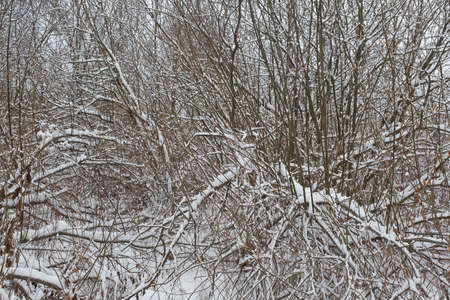 Snow-covered bushs. Beautiful winter landscape. Winter bushs picture with snowflakes for poster, calendar, post, screensaver, wallpaper, postcard, card, banner, cover, headerの写真素材