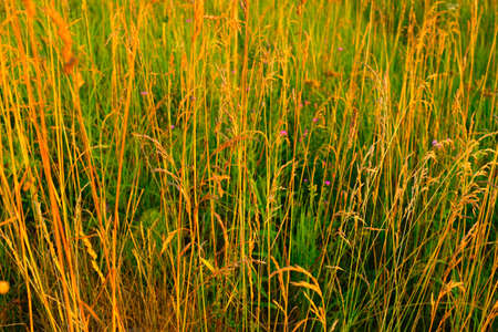 Summer meadow, selective focus. Colorful field for design or project. Summer meadowland background for poster, calendar, post, screensaver, wallpaper, postcard, card, banner, cover, headerの写真素材