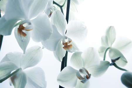 Fresh orchids flowers on white background, close up. Phalaenopsis orchid flowers background for poster, calendar, post, screensaver, wallpaper, postcard, card, banner, cover, header for websiteの写真素材