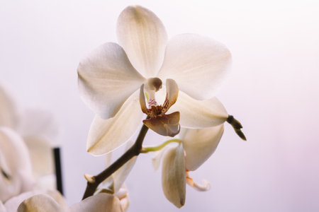 Orchid flowers on white background, top view. Bloom phalaenopsis orchid for poster, calendar, post, screensaver, wallpaper, postcard, card, banner, cover, header for websiteの写真素材