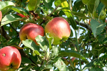 Red apples close-up on a branch in the sunlight on foliage background. Apple tree branch with light red apples. Fruit ripening, plant growth, vitamin healthy foodの写真素材