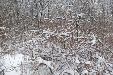 Snow-covered bushes. Beautiful winter landscape. Winter bushes picture with snowflakes for poster, calendar, post, screensaver, wallpaper, postcard, card, banner, cover, headerの写真素材
