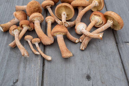 Group of fresh harvest mushroom on wood table background, Raw mushrooms for publication, poster, screensaver, wallpaper, postcard, banner, cover, post. High quality photographyの写真素材