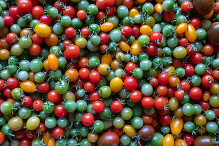 Background of red yellow green tomatoes. Beautiful color mixture in a tomatos crate closeup. 1,000 fresh tomatoes for publication, poster, screensaver, wallpaper, postcard, banner, cover, postの写真素材