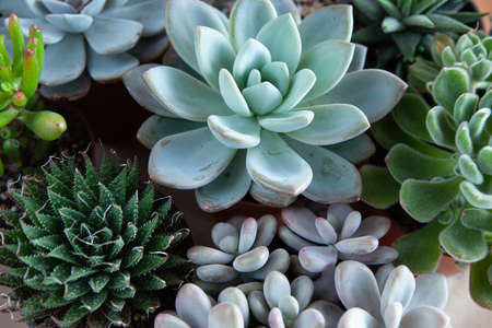 Potted succulent plants. Colorful echeveria plants mix for publication, poster, screensaver, wallpaper, postcard, banner, cover, post. High quality photoの写真素材