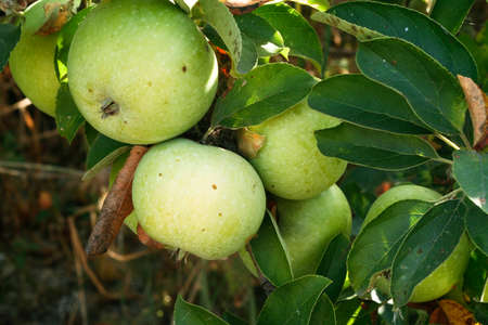 Green apples on a branch in the sunlight for poster, branding, calendar, multicolor card, banner, cover, post. Fruit ripening, plant growth, vitamin healthy food. A place for your design or textの写真素材