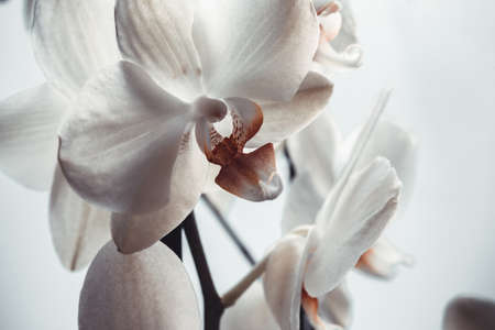 Close-up orchid flowers on white background. Bloom phalaenopsis orchid for poster, calendar, post, screensaver, wallpaper, postcard, card, banner, cover, header for websiteの写真素材