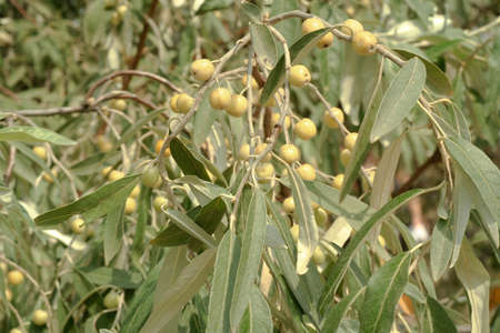 Olives among the light green foliage, a bunch of berries of the Loch tree. Narrow leaves of the Elaeagnus angustifolia or wild olive. Nature concept for designの写真素材