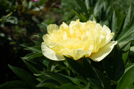 Yellow peony in the summer garden at the sunny day, side view. Bright congratulation on the holiday. Beautiful flower bud. Peony bud for poster, calendar, screensaver, wallpaper, card, banner, coverの写真素材