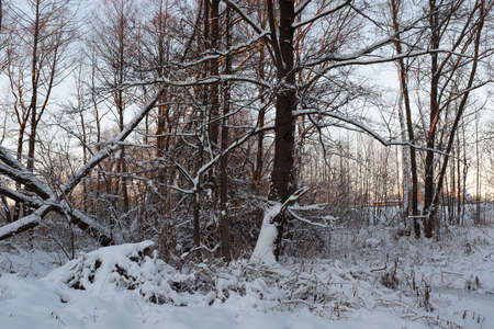 Winter forest landscape on sunset Snow-covered trees in the winter forest. Winter trees backgrounded gray sky. Winter background for poster, calendar, post, screensaver, wallpaper, postcard, card, banner, cover, header for website. High quality photoの写真素材