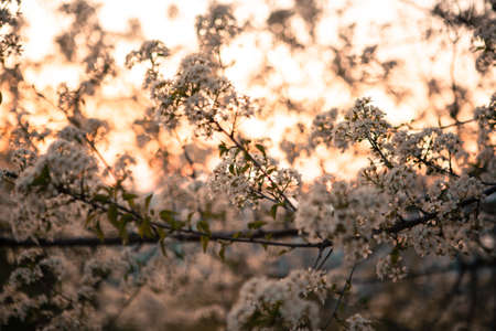 Branches with blossom buds on sunset. Spring nature background. Cherry blossom. First spring flowers for a post, screensaver, wallpaper, postcard, poster, banner, cover, websiteの写真素材