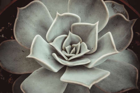 Top view of beautiful rosette Echeveria of white leaves. Composition of white thick funny leaves of succulent plant for branding, poster, calendar, card, banner, cover, website, post. High-quality photoの写真素材