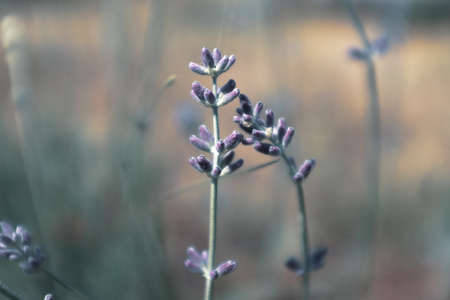 Two lavender flower stalks plants on blurred background. Flowers of lavender plant on beautiful lilac abstract background for publication, design, poster, calendar, post, screensaver, wallpaper, cardの写真素材
