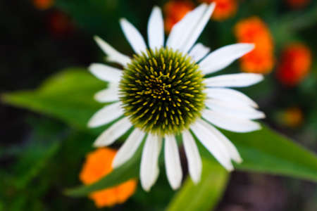White echinacea flower with petals blooming on a green backdrop. Large white echinacea for poster, branding, calendar, multicolor card, banner, cover, post, website. High quality photoの写真素材
