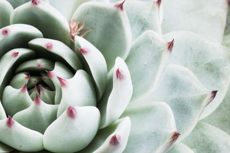Large echeveria rosette , close-up. Top view light green succulent with thick leaves for publication, design, poster, calendar, post, screensaver, wallpaper, postcard, card, banner, cover, websiteの写真素材