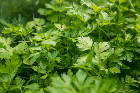 Green leaves of parsley plant, close-up. Background of freshn parsley for publication, design,...