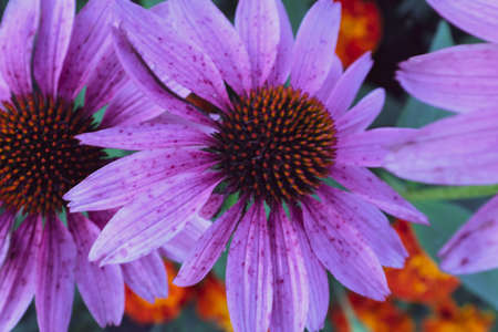 Blooming plum violet echinacea flowers with petals. Large echinacea purpurea flowers for branding, calendar, card, banner, cover, poster, post, website. High quality photographyの写真素材