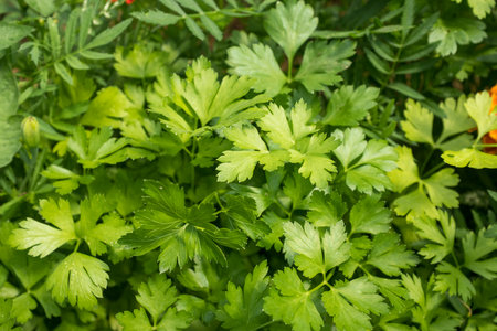 Green leaves of parsley plant, close-up. Background of freshn parsley for publication, design, poster, calendar, post, screensaver, wallpaper, postcard, card, banner, cover, websiteの写真素材