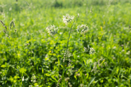 Green meadow, close-up. Natural grass field background for design or project. Summer meadowland texture. Floral landscape for publication, poster, screensaver, wallpaper, postcard, banner, cover, postの写真素材