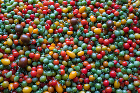 Background of red yellow green tomatoes. Beautiful color mixture in a tomatos crate closeup. 1,000 fresh tomatoes for publication, poster, screensaver, wallpaper, postcard, banner, cover, postの写真素材