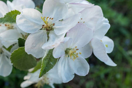 A branch of a blossoming apple tree. Blossom apple-tree flowers close-up. White apple flowers for publication, design, poster, calendar, post, screensaver, wallpaper, postcard, banner, cover, websiteの写真素材