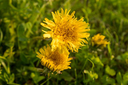 Yellow dandelions in grass, close-up. Top view of dandelion flowers for poster, calendar, post, screensaver, wallpaper, postcard, card, banner, cover, website. High quality photoの写真素材