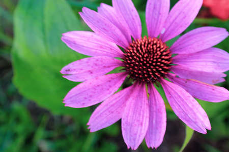 Pink echinacea flower with petals blooming on a green backdrop. Large echinacea purpurea for poster, branding, calendar, multicolor card, banner, cover, post, website. High quality photoの写真素材