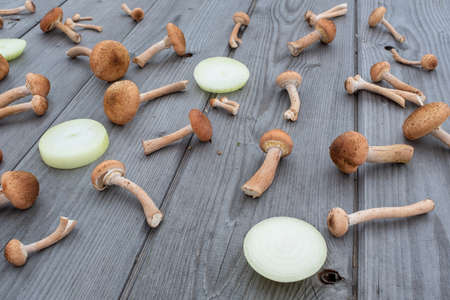 Fresh harvest honey mushrooms and rings onion on a wooden table background. Still life with mushrooms for publication, poster, screensaver, wallpaper, postcard, banner, cover, postの写真素材